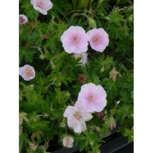 bodziszek czerwony (Geranium sanguineum) Apfelblute- Świat bylin - sklep internetowy