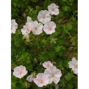 bodziszek czerwony (Geranium sanguineum) Apfelblute- Świat bylin - sklep internetowy