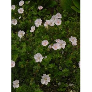 bodziszek czerwony (Geranium sanguineum) Apfelblute- Świat bylin - sklep internetowy