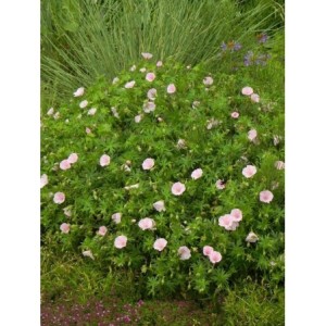 bodziszek czerwony (Geranium sanguineum) Apfelblute- Świat bylin - sklep internetowy