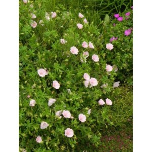 bodziszek czerwony (Geranium sanguineum) Apfelblute- Świat bylin - sklep internetowy