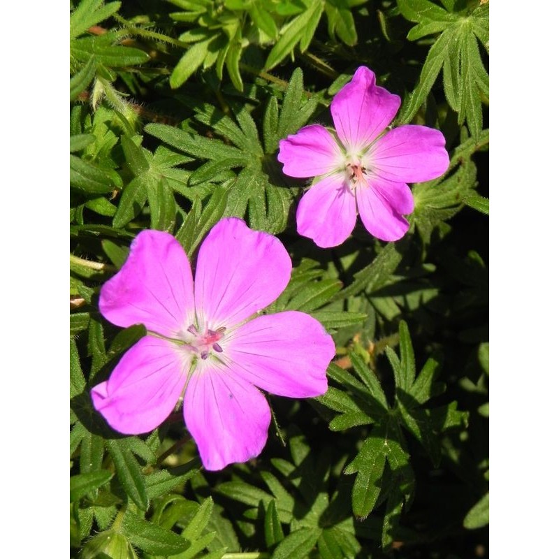 bodziszek czerwony (Geranium sanguineum) Max Frei- Świat bylin - sklep internetowy