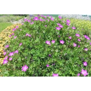 bodziszek czerwony (Geranium sanguineum) Max Frei- Świat bylin - sklep internetowy