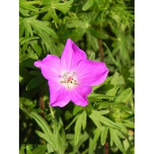 bodziszek czerwony (Geranium sanguineum) Max Frei- Świat bylin - sklep internetowy