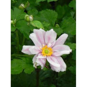 zawilec japoński (Anemone japonica) Konigin Charlotte- Świat bylin - sklep internetowy