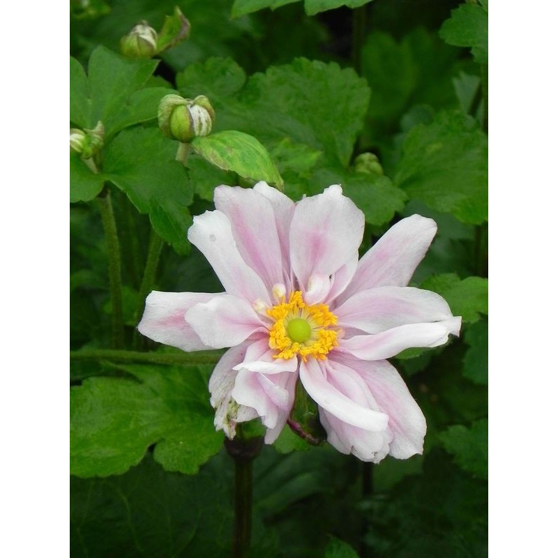zawilec japoński (Anemone japonica) Konigin Charlotte- Świat bylin - sklep internetowy
