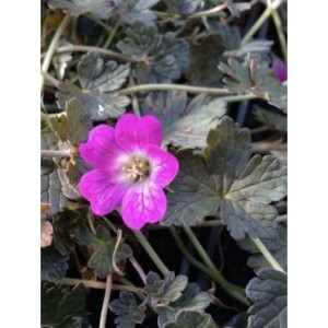 bodziszek (Geranium x) Orkney Cherry- Świat bylin - sklep internetowy