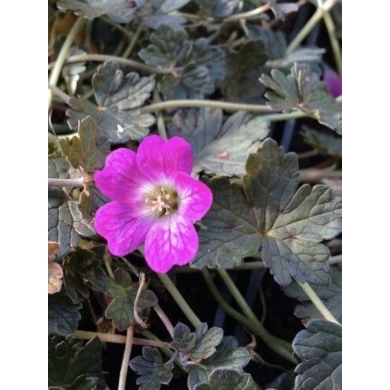 bodziszek (Geranium x) Orkney Cherry- Świat bylin - sklep internetowy