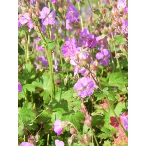 bodziszek kantabryjski (Geranium x cantabrigiense) Cambridge- Świat bylin - sklep internetowy