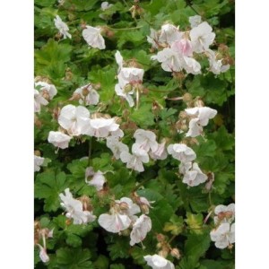 bodziszek kantabryjski (Geranium x cantabrigiense) Saint Ola- Świat bylin - sklep internetowy