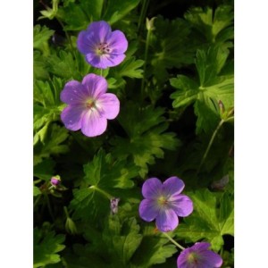 bodziszek mieszańcowy (Geranium x hybridum) Rozanne®- Świat bylin - sklep internetowy