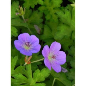 bodziszek mieszańcowy (Geranium x hybridum) Rozanne®- Świat bylin - sklep internetowy