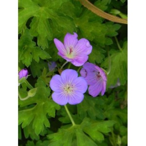 bodziszek mieszańcowy (Geranium x hybridum) Rozanne®- Świat bylin - sklep internetowy