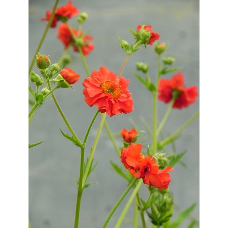 kuklik chilijski (Geum chiloense) Feuerball- Świat bylin - sklep internetowy