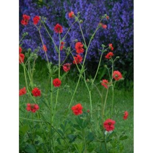 kuklik chilijski (Geum chiloense) Feuerball- Świat bylin - sklep internetowy