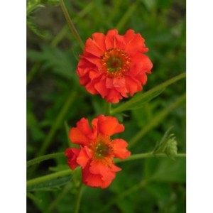 kuklik chilijski (Geum chiloense) Feuerball- Świat bylin - sklep internetowy