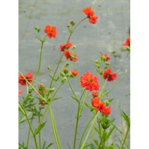 kuklik chilijski (Geum chiloense) Feuerball- Świat bylin - sklep internetowy