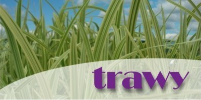 trawy ozdobne - sklep internetowy